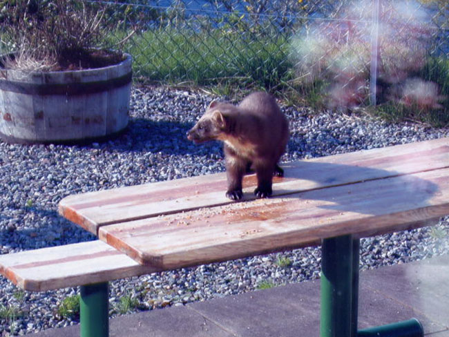 Pine marten on the patio table