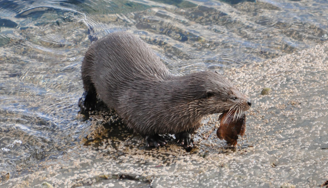 Otter on Loch Duich