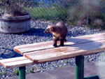 Pine marten on the patio table