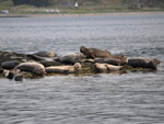 Common seals hauled out in Kylerhea